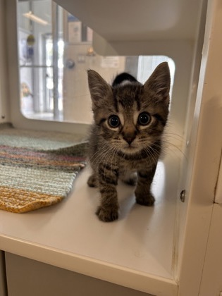 photo of Scout