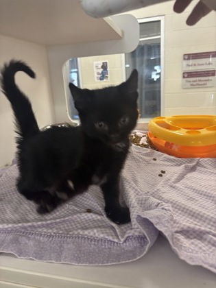 photo of Binx