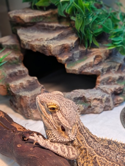 photo of Kuzco
