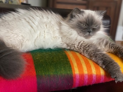 photo of Olive