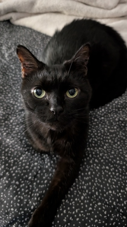 photo of String Bean