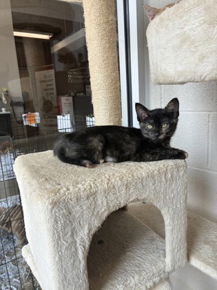 photo of Star