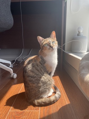 photo of Gracie