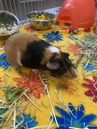 photo of Marble (bonded with Biscoff)