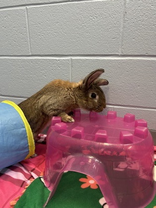 photo of Cinnamon