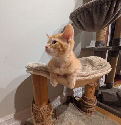 photo of Nugget