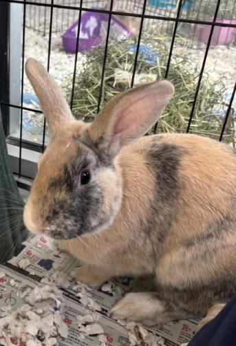 photo of Chestnut