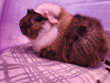 photo of Puddle (Bonded with Toot)