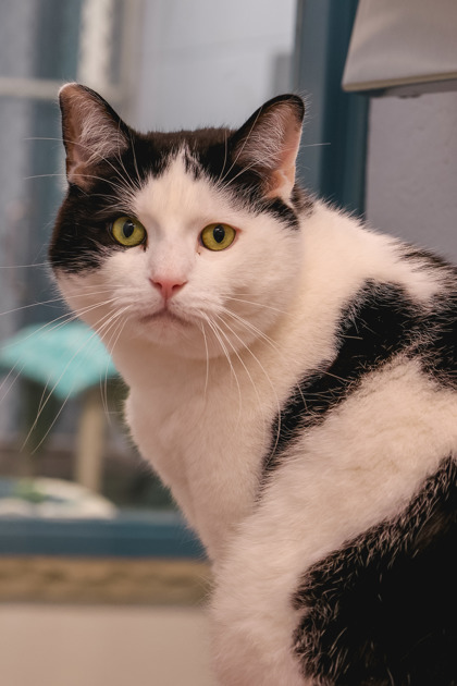 photo of Quince