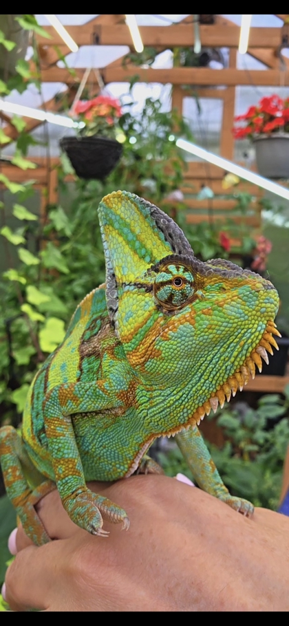 photo of Pascal