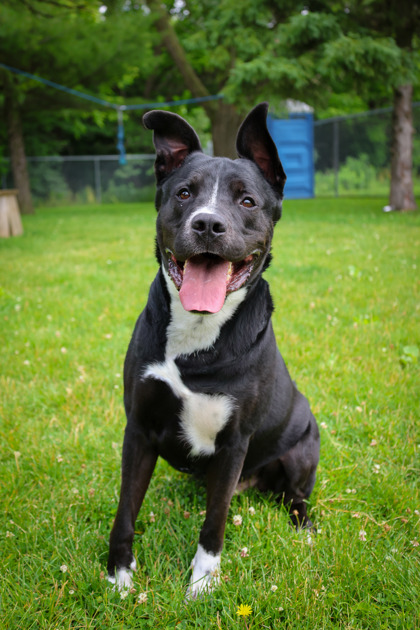 photo of Onyx