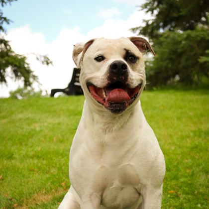 photo of Cooper