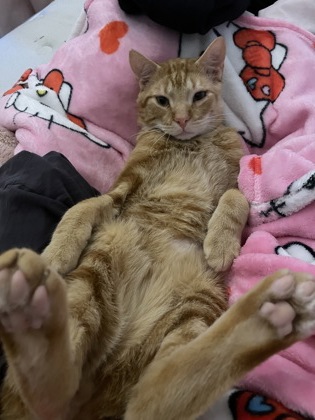 photo of Binky