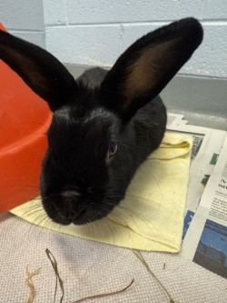 photo of Shira (Bonded with Mira)