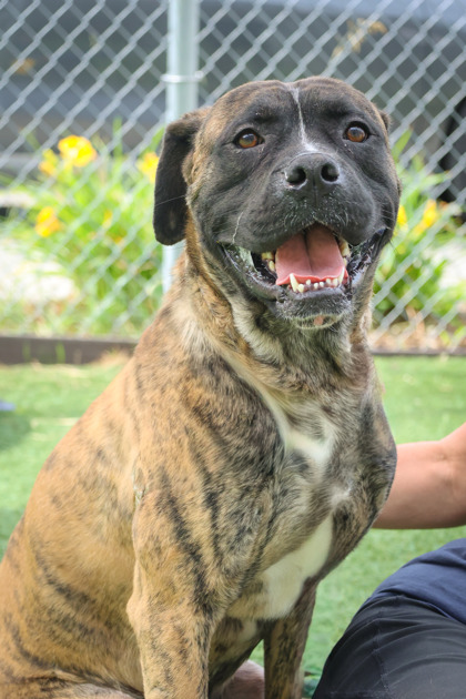 photo of Apollo