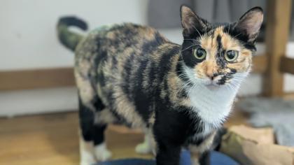 photo of Honey