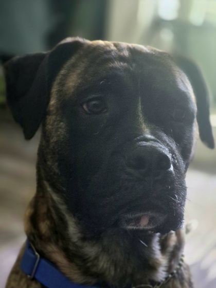 photo of Apollo