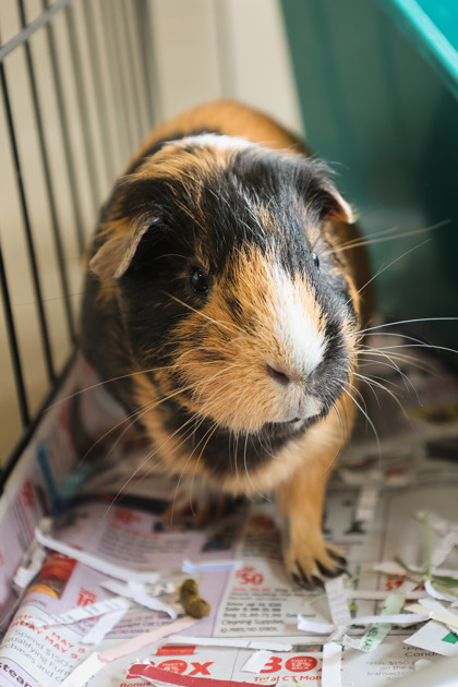photo of Marble (bonded with Biscoff)