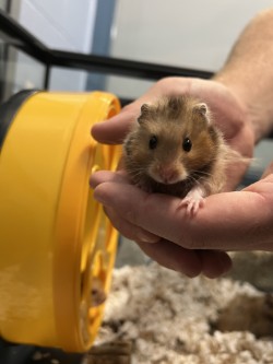 photo of Hamabelle