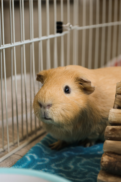 photo of Biscoff (bonded with Marble)