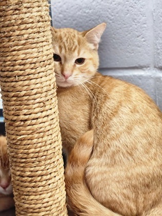 photo of Lute