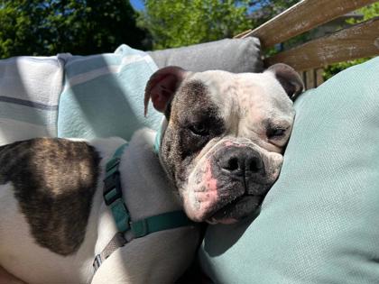 photo of Bug
