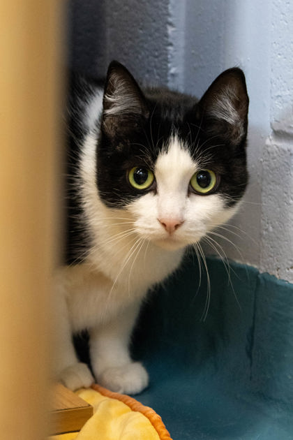 photo of Tamira (Bonded with Tia)