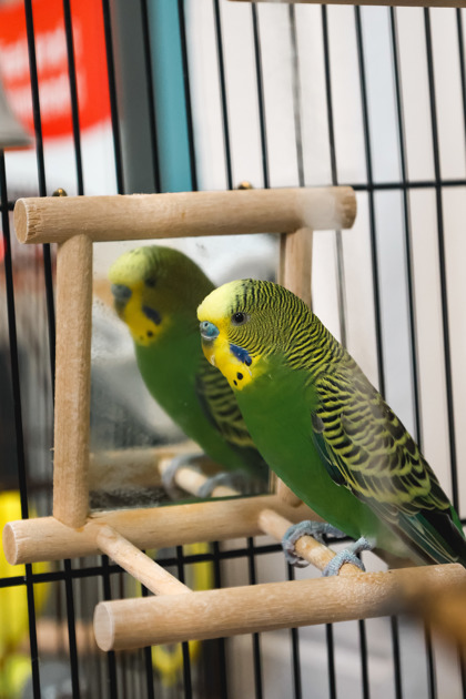 photo of Cookie