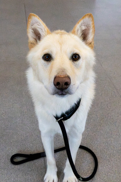 photo of Polar