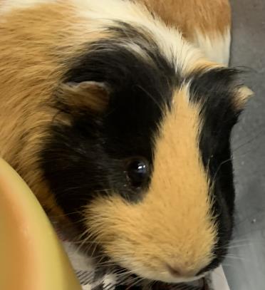 photo of Summer (Bonded with Rapunzel)