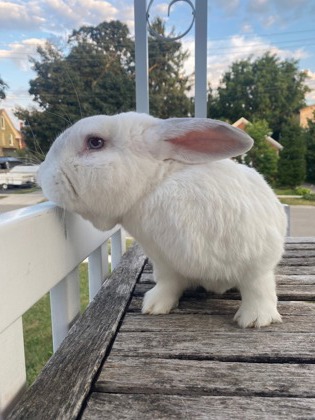 photo of Cricket