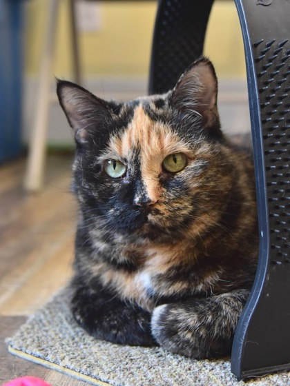 photo of Big Ammachi