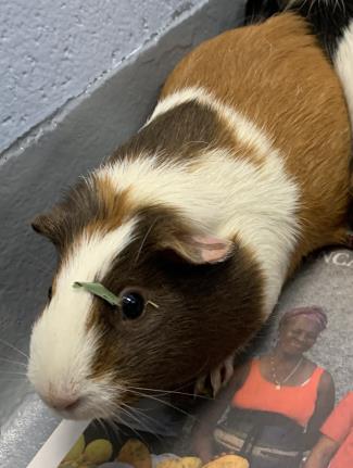 photo of Rapunzel (Bonded with Summer)