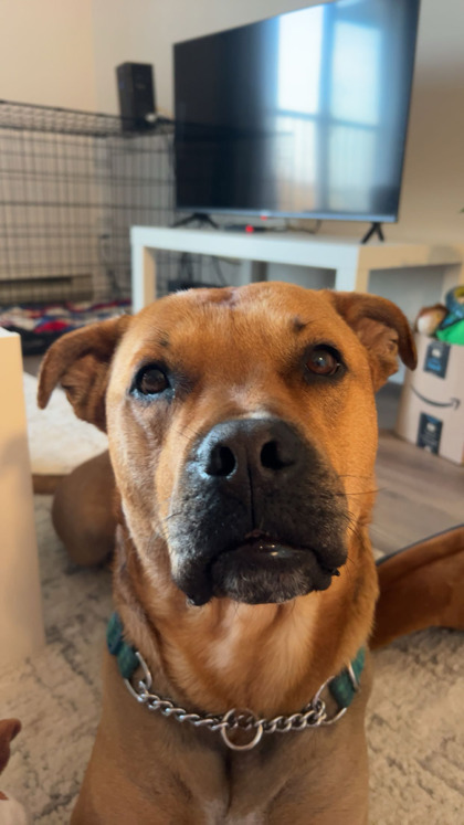 photo of Bodhi