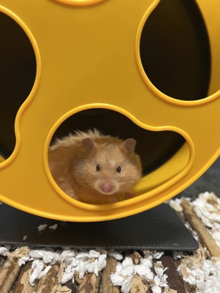 photo of Hamerella
