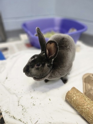 photo of Atlas