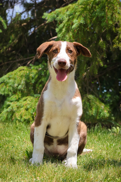 photo of Blueberry