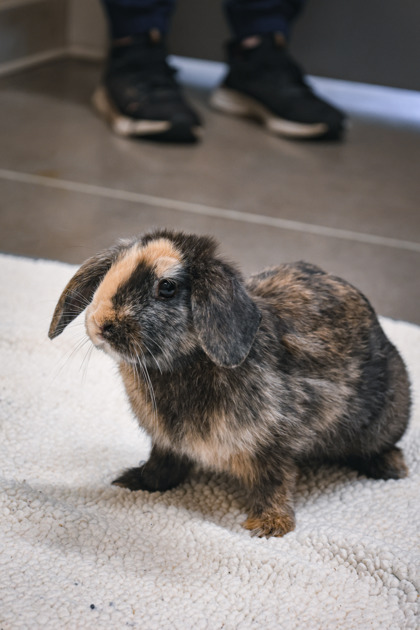 photo of Smudge Rabbit