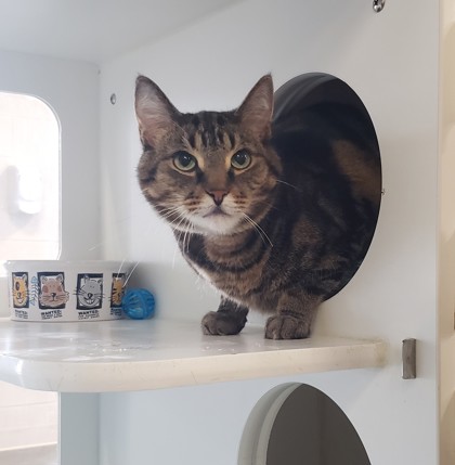 photo of Tigger