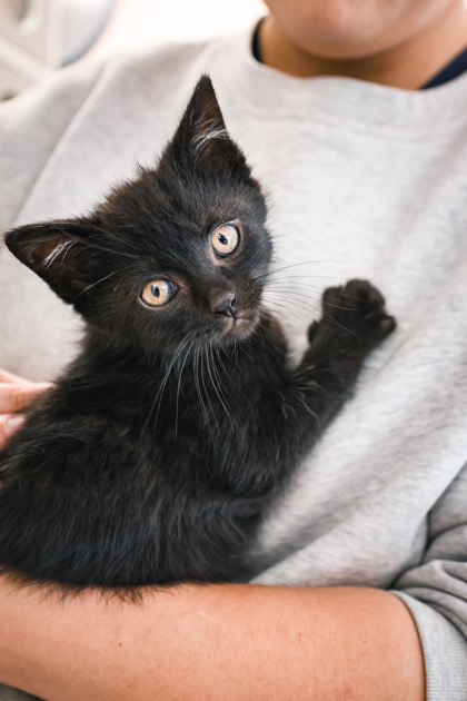 photo of Neo