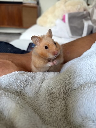 photo of Hamerella