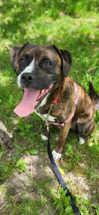 photo of Loki
