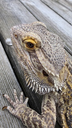 photo of Kuzco