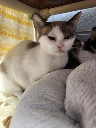 photo of Butternut