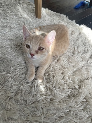 photo of Tiger