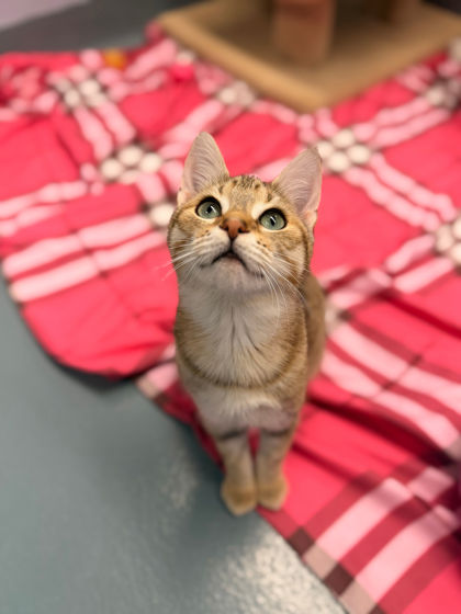 photo of Shrimp