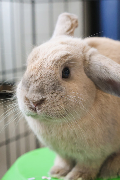 photo of Crumble