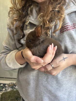 photo of Fluff