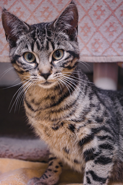 photo of Diamond