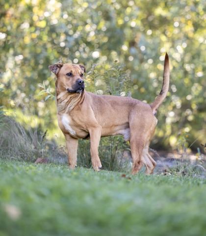 photo of Bodhi